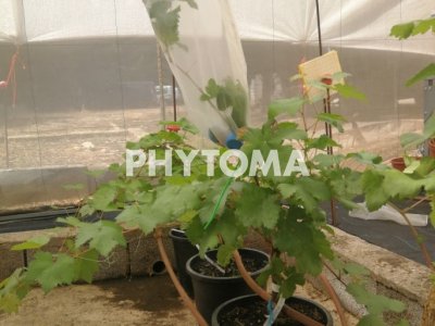 Xylella fastidiosa